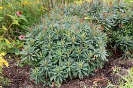 Image result for Wolfsmilch