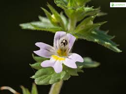Image result for Euphrasia stricta