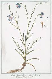 Attēlu rezultāti vaicājumam “Cyanus segetum flower”