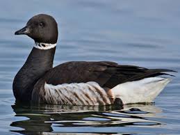 Attēlu rezultāti vaicājumam “Branta bernicla adult”