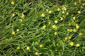 Attēlu rezultāti vaicājumam “Ranunculus flammula fruit”