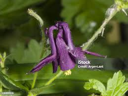 Attēlu rezultāti vaicājumam “Aquilegia vulgaris bud”