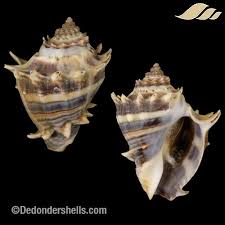 Image result for Melongena corona