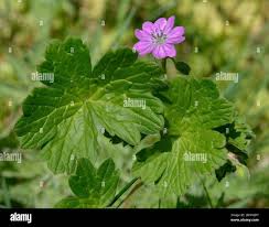 Attēlu rezultāti vaicājumam “Geranium molle leaf”
