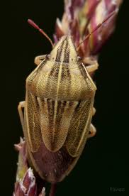 Attēlu rezultāti vaicājumam “Aelia acuminata”