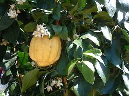 Attēlu rezultāti vaicājumam “Hordelymus europaeus fruit”