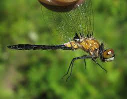 Attēlu rezultāti vaicājumam “Leucorrhinia albifrons female”