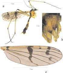 Attēlu rezultāti vaicājumam “Ptychoptera sp. female”