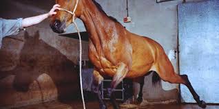 Resultado de imagen para sliced horse