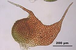 Attēlu rezultāti vaicājumam “Nowellia curvifolia”