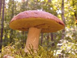 Attēlu rezultāti vaicājumam “Leccinum scabrum”