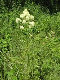 Attēlu rezultāti vaicājumam “Thalictrum lucidum”