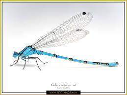 Attēlu rezultāti vaicājumam “Enallagma cyathigerum male”