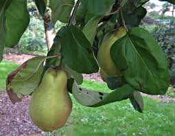 Attēlu rezultāti vaicājumam “Cydonia oblonga fruit”