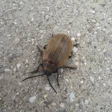 Attēlu rezultāti vaicājumam “Lochmaea caprea”