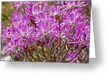 Attēlu rezultāti vaicājumam “Rhododendron canadense”