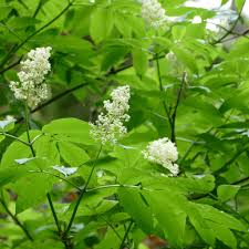 Attēlu rezultāti vaicājumam “Sambucus racemosa flower”