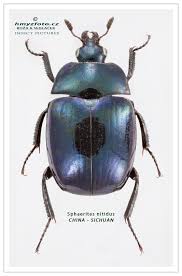 Attēlu rezultāti vaicājumam “Hypocaccus rugiceps”