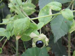Attēlu rezultāti vaicājumam “Silene baccifera leaf”