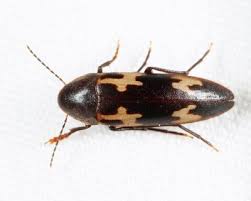 Attēlu rezultāti vaicājumam “Melandryidae”