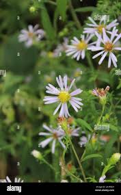 Attēlu rezultāti vaicājumam “Symphyotrichum x salignum leaf”