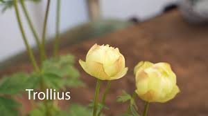 Attēlu rezultāti vaicājumam “Trollius europaeus bud”
