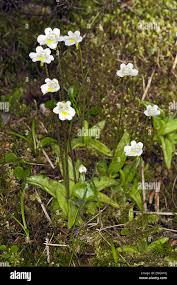 Attēlu rezultāti vaicājumam “Pinguicula alpina flower”