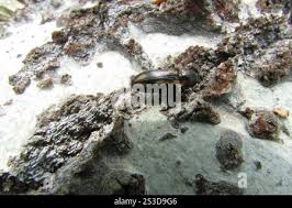 Attēlu rezultāti vaicājumam “Selatosomus cruciatus”