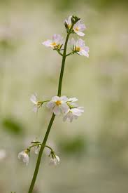 Attēlu rezultāti vaicājumam “Hottonia palustris flower”