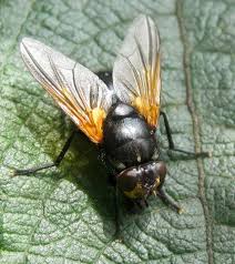 Attēlu rezultāti vaicājumam “Mesembrina meridiana”