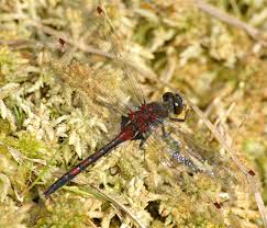 Attēlu rezultāti vaicājumam “Leucorrhinia rubicunda”
