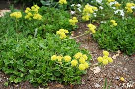 Attēlu rezultāti vaicājumam “Craterium aureum stalked”