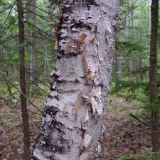 Attēlu rezultāti vaicājumam “Betula papyrifera”