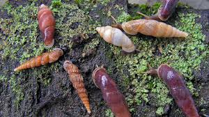 Attēlu rezultāti vaicājumam “Clausiliidae”