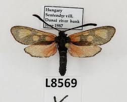 Attēlu rezultāti vaicājumam “Zygaenidae”