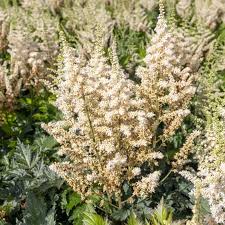 Attēlu rezultāti vaicājumam “Astilbe chinensis bud”