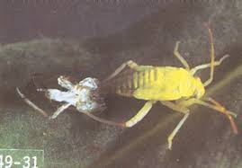 Attēlu rezultāti vaicājumam “Lygus nymph nymph”