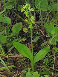 Attēlu rezultāti vaicājumam “Liparis loeselii flower”
