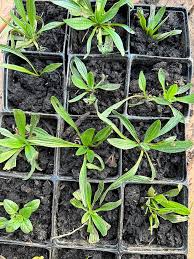 Attēlu rezultāti vaicājumam “Plantago lanceolata leaf”