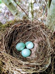 Attēlu rezultāti vaicājumam “Turdus merula eggs”