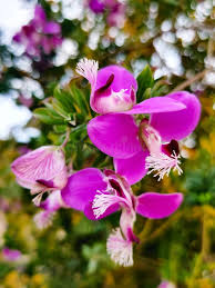 Attēlu rezultāti vaicājumam “Polygala vulgaris flower”