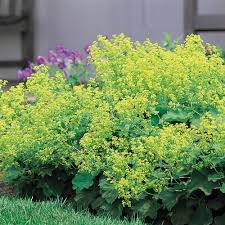 Image result for Alchemilla mollis