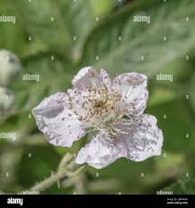 Attēlu rezultāti vaicājumam “Rubus plicatus flower”