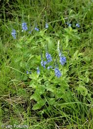 Attēlu rezultāti vaicājumam “Veronica austriaca subsp. teucrium bud”