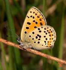 Attēlu rezultāti vaicājumam “Lycaena tityrus”