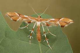 Attēlu rezultāti vaicājumam “Cnaemidophorus rhododactyla”