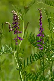 Attēlu rezultāti vaicājumam “Vicia tenuifolia”