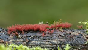 Attēlu rezultāti vaicājumam “Arcyria denudata young”