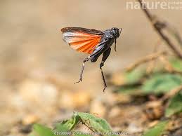 Attēlu rezultāti vaicājumam “Psophus stridulus”