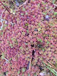 Attēlu rezultāti vaicājumam “Sphagnum quinquefarium”